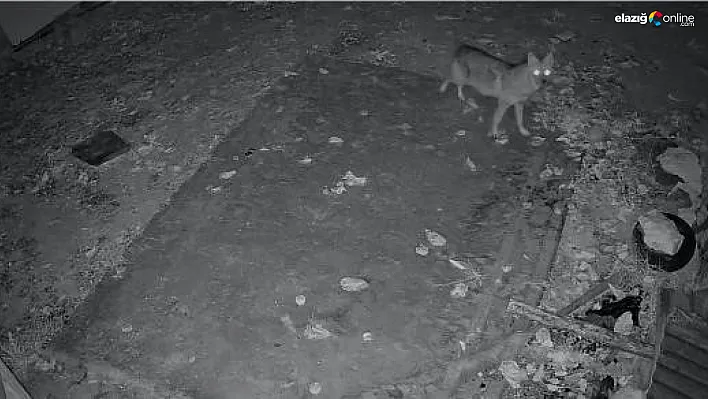 Elazığ'da Köy Sakinlerini Şaşırtan Misafir!