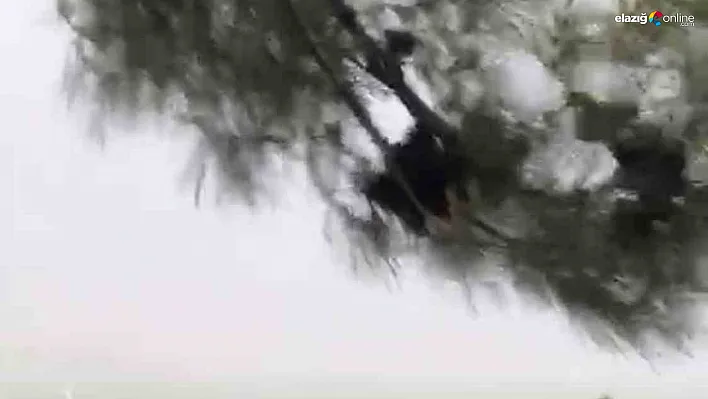 Koçkale Mevkiinde Fırtına Paniği: Elazığ'da Şiddetli Rüzgar Etkili Oldu!