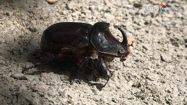 Elazığ'da gergedan böceği görüntülendi