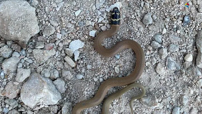 Elazığ'da İlk Defa Siyah Başlı Kırbaç Yılanı Görüldü!