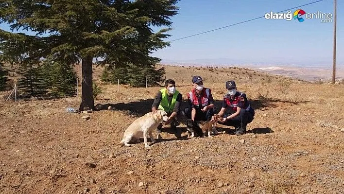 Elazığ'da jandarma ekipleri sokak hayvanlarını yalnız bırakmadı