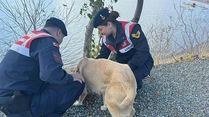 Sokak Köpeklerine Jandarma Şefkati: Elazığ'da Örnek Bir Çalışma!