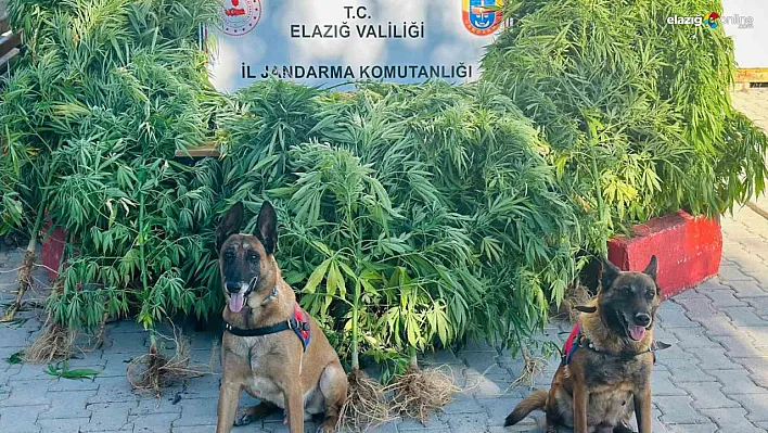Elazığ Seli Köyü'nde Uyuşturucu Tacirlerine Ağır Darbe!