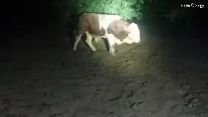 Ahırdan Kaçtı, Köyü Birbirine Kattı: Nefes Kesen Operasyonla Yakalandı!