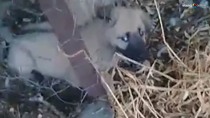 Baskil'de Yavru Köpek Tel Örgülere Sıkıştı, Vatandaş Seferber Oldu!
