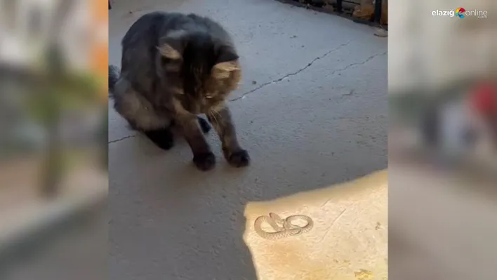 Elazığ'da kedi ile yılanın nefes kesen kavgası kamerada!