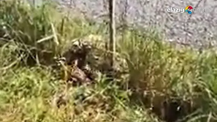 Elazığ'da Kırmızı Liste'de korunan alaca sansar ailesi görüntülendi
