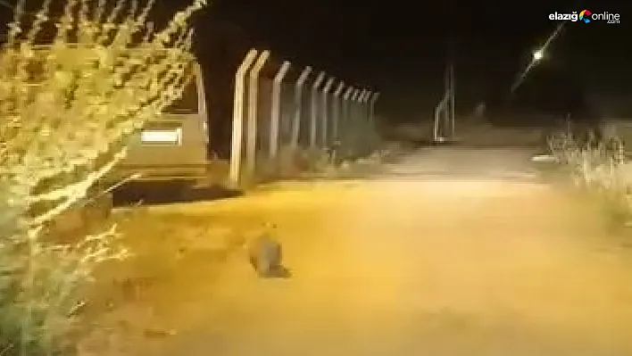 Kırmızı Listedeki Porsuk Elazığ'da Kameraya Takıldı!