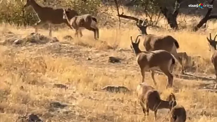 Elazığ'da Koruma Altındaki Dağ Keçileri Yiyecek Ararken Görüntülendi!