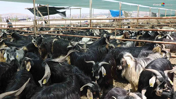 Elazığ'da Kurban Kesimi Nerede Yapılacak? 2025 Satış ve Kesim Alanı Belirlendi!