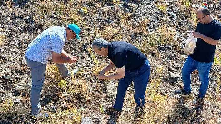 Elazığ'da Gelecek Nesillere Miras: Maden Çayı Bitkisi Koruma Altına Alınıyor!