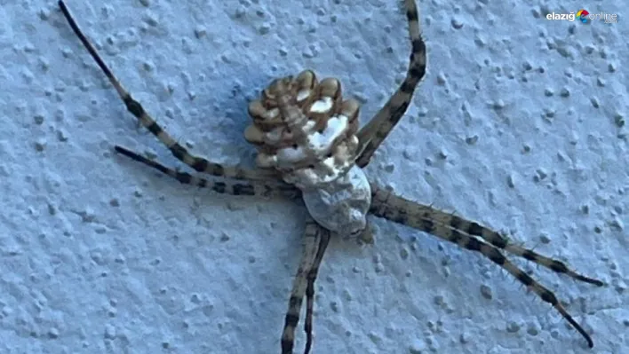 Küresel ısınma Elazığ'ı etkiliyor: Argiope Lobata örümceği Baskil'de görüldü