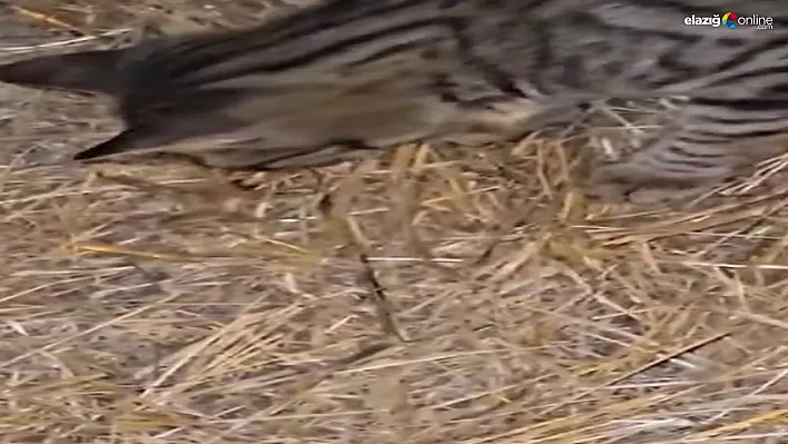 Elazığ'da Nefes Kesen Anlar: Kedi ile Zehirli Sarıkız Örümceği Mücadelesi Kamerada!