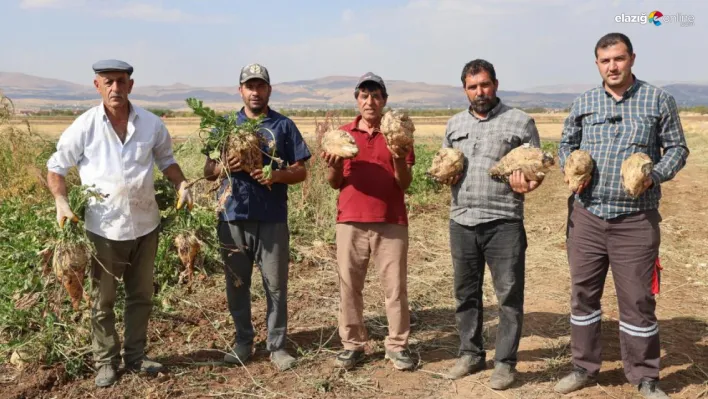 Elazığ'da Pancar Hasadı Başladı: Çiftçiler Verimden Memnun, Şeker Oranından Endişeli