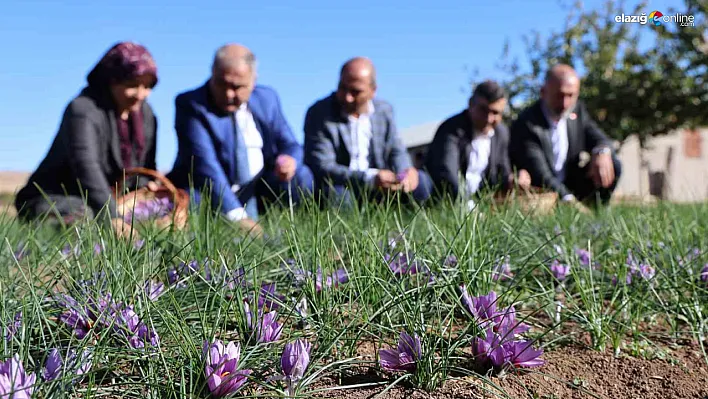 Elazığ'da Safran Rüzgarı: Kovancılar'da Bir Dönümlük Alanda İlk Hasat Yapıldı