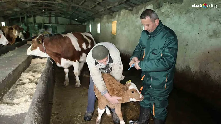 Kovancılar, Palu ve Karakoçan'da Şap Hastalığına Son! Karantina Bitti!