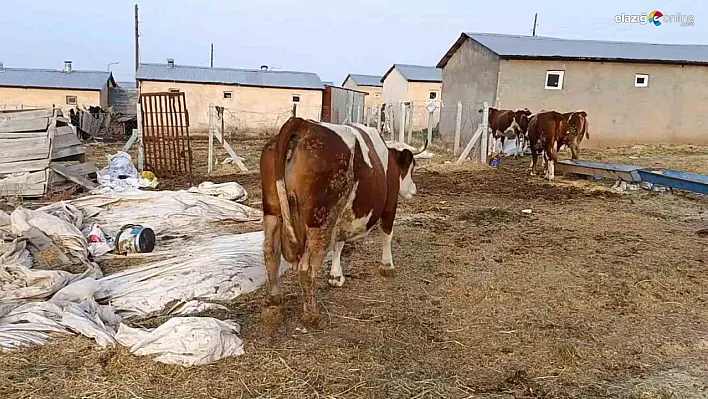 Palu, Kovancılar ve Karakoçan'da Şap Alarmı! Çiftçiler Zor Durumda!