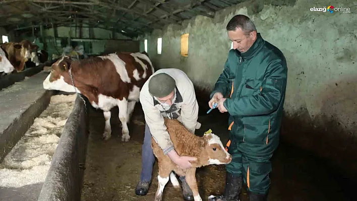 Karakoçan'da Şap Hastalığına Karşı Etkin Mücadele: 255 İşletmede Sağlık Taraması!