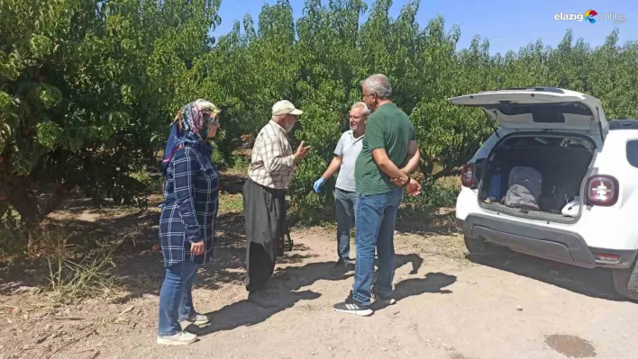 Elazığ'da şeftali üretimine destek: Zararlı kontrolleri devam ediyor