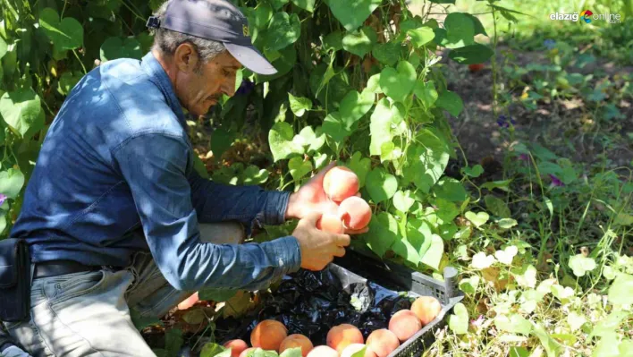 Elazığ tarımında şeftali bereketi: Hoş ve Kıraç köylerinde hasat zamanı