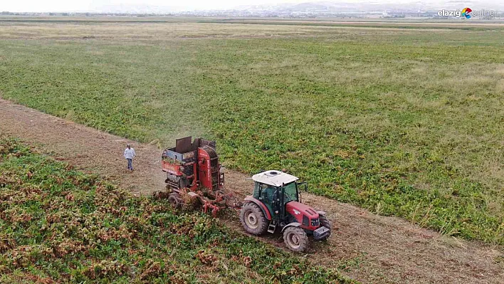 Elazığ'da şeker pancarı mesaisine başlayan çiftçiler fiyattan memnun