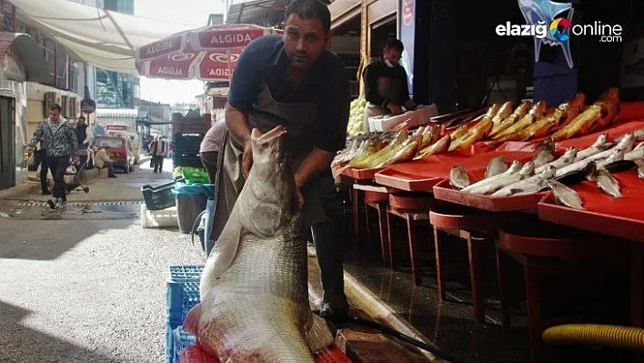 Elazığ'da sezonun ilk dev balığı yakalandı