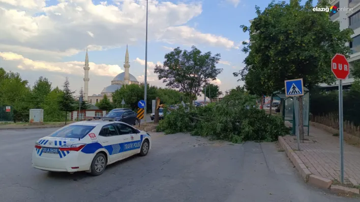 Elazığ'da şiddetli fırtına: Vedat Dalokay Caddesi'nde ağaç devrildi, trafik aksadı