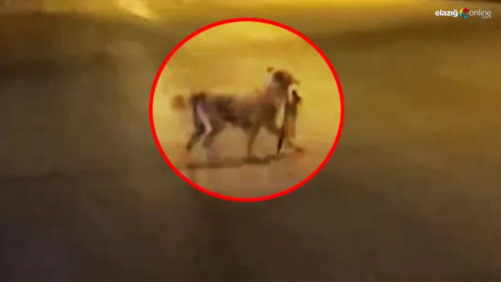 Elazığ'da sokak köpeği dehşeti: Kediyi parçalayıp ağzıyla götürdü!