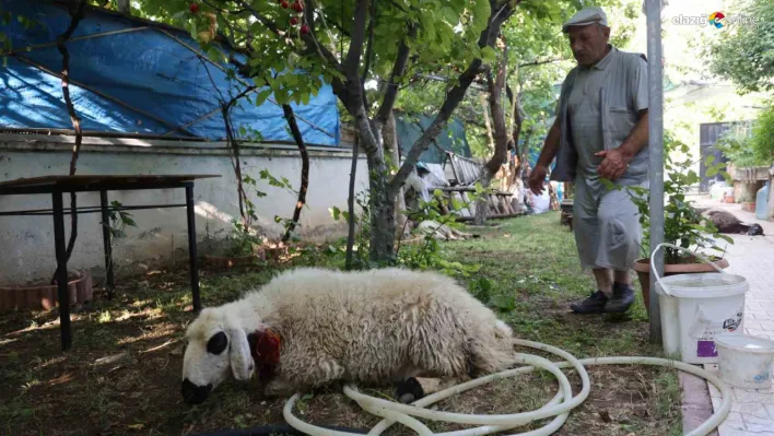 Elazığ'da sokak köpeği dehşeti!