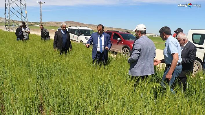 Elazığ'da süne ve kımıl zararlılarına karşı sürvey çalışmaları sürüyor