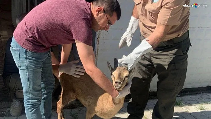 Yaban keçisi ait olduğu yere yeniden doğaya bırakıldı