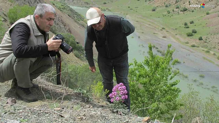 Elazığ'ın Biyolojik Mirası Güçleniyor: Allı Gelin Bitkisi İçin Takip Başladı!