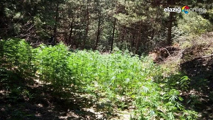 Elazığ'da uyuşturucu tarlasına şok operasyon: 7 gözaltı