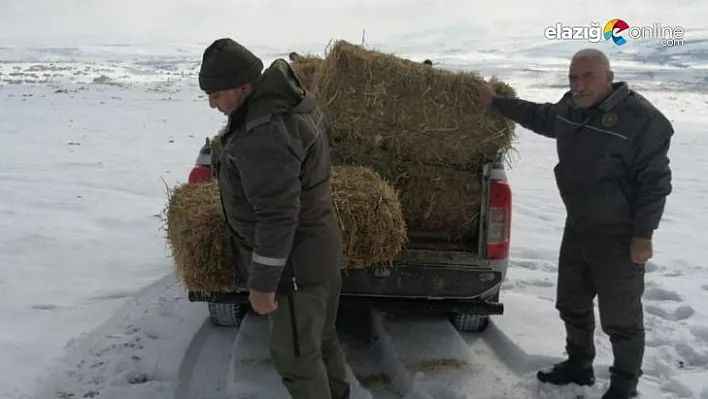 Yaban hayvanları için doğaya yem bırakıldı