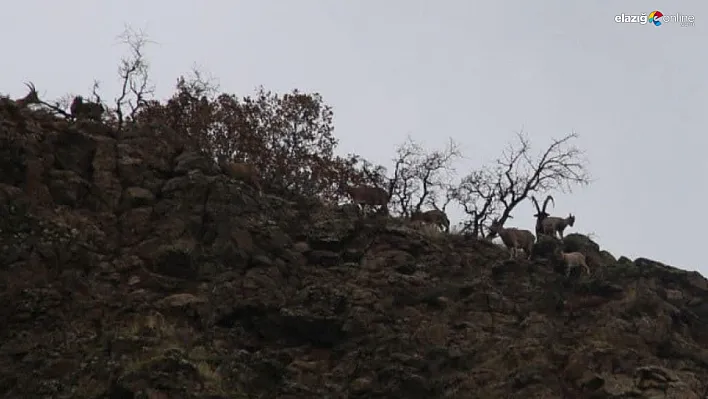 Elazığ Doğa Koruma misyonunu sürdürüyor!