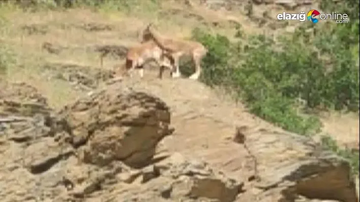 Elazığ'da yaban keçisi sürüsü görüldü