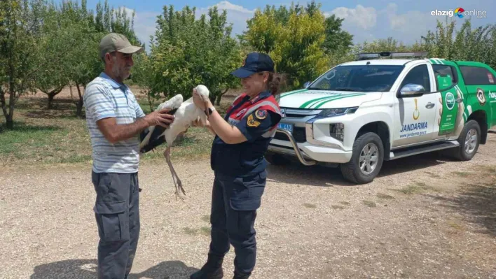 Yaralı leylek Elazığ'da jandarma ekiplerinin müdahalesi ile kurtarıldı