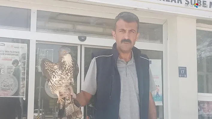 Yaralı Şahin Elazığ'da Tedaviye Alındı, Yeniden Doğaya Salınacak!
