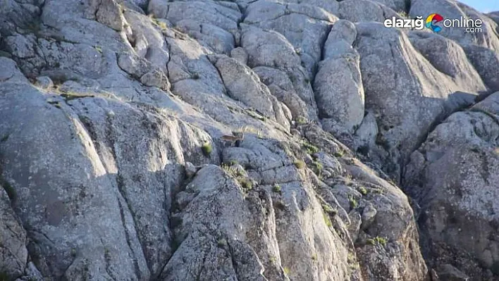 Yavru yaban keçisi Ankuzu Baba dağına kadar geldi