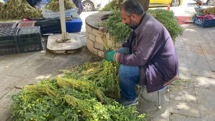 Ergani'den Elazığ'a yeşil nohut! Tezgahlarda 30 liradan satılıyor