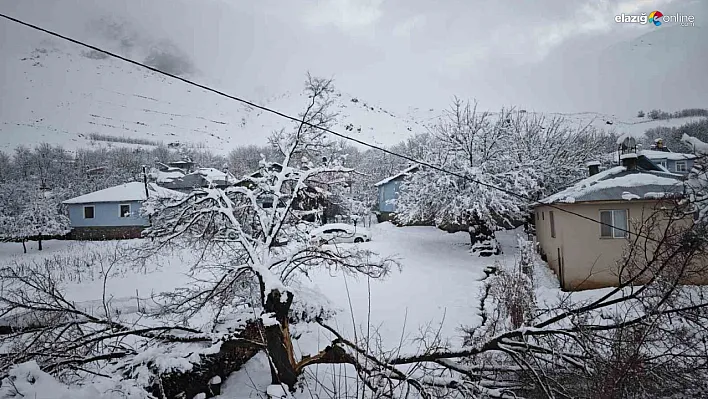 Palu'da Kış Zor Şartlarda Devam Ediyor: Ağaçlar Kar Ağırlığına Dayanamadı!