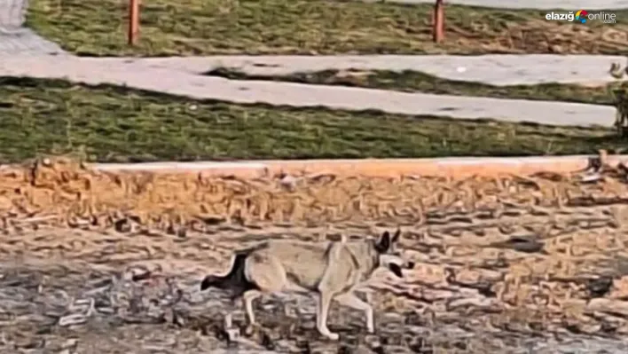 Elazığ'da yolunu kaybeden kurt şehir merkezine indi