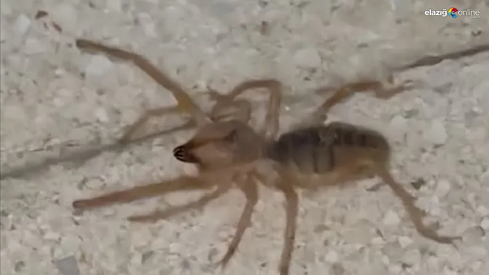 Güneykent Mahallesi'nde Ölümcül Sarıkız Örümceği Paniği!