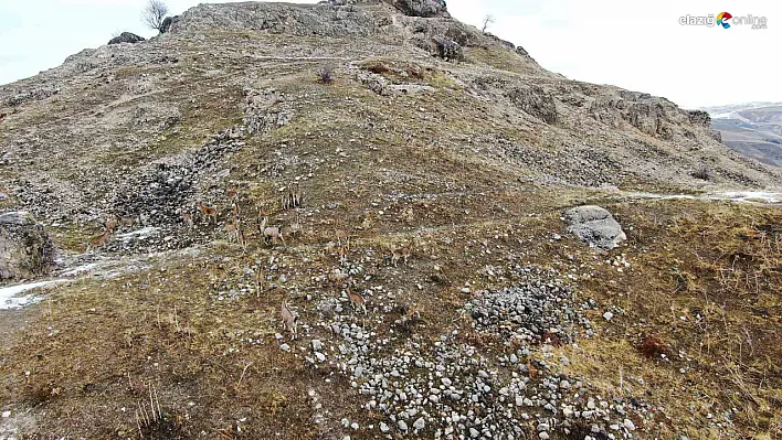 Tarihi Palu Kalesi ve Yaban Hayatının Büyüleyici Manzarası!