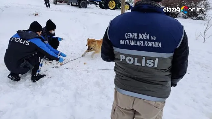 Elazığ HAYDİ ekibi sokak hayvanlarını unutmadı