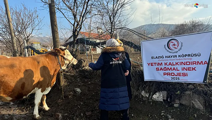 Elazığ Hayır Köprüsü'nden Yetimlere Ekonomik Destek: Sağmal İnek Dağıtımı Başladı!