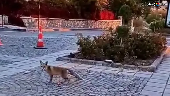 Harput Mahallesi'nde Tilki Sürprizi!