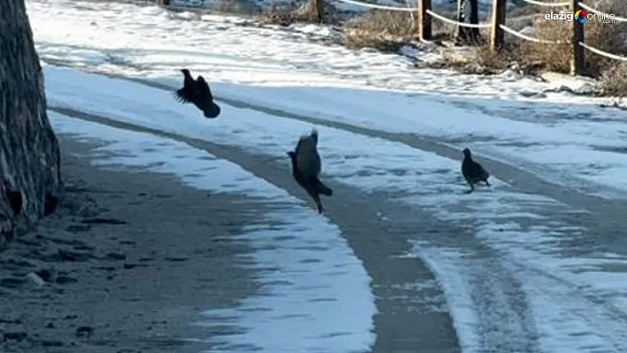 Elazığ'ın Karla Kaplı Doğasında Keklikler Objektiflere Yansıdı!