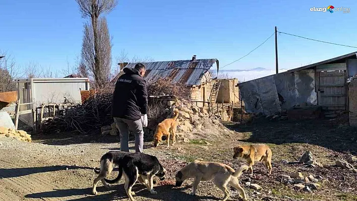 Sokak Hayvanlarına Büyük Destek: Elazığ İl Özel İdaresi'nden Örnek Çalışma!