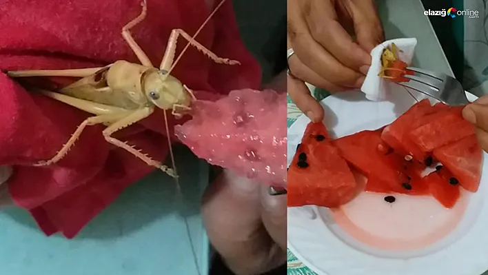 Elazığlıdan dev çekirgeye karpuz ikramı!